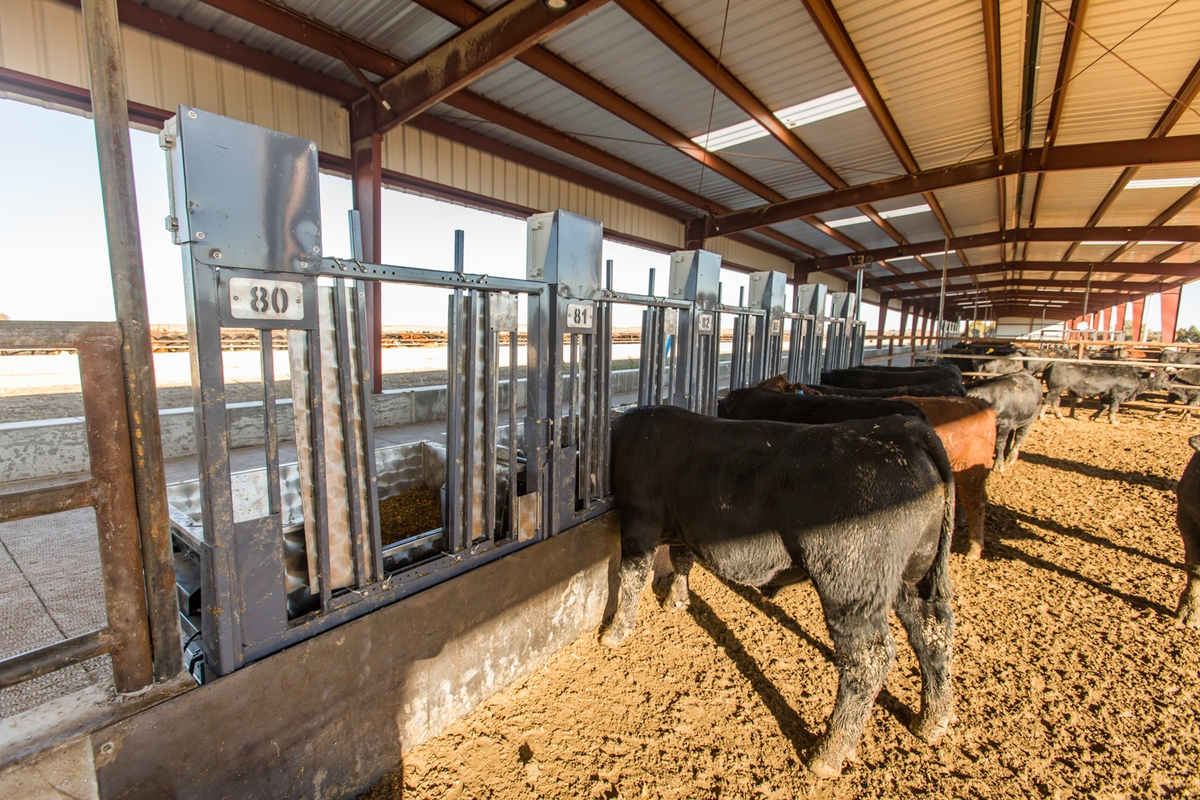 C Lock Feed Lot WEB 201