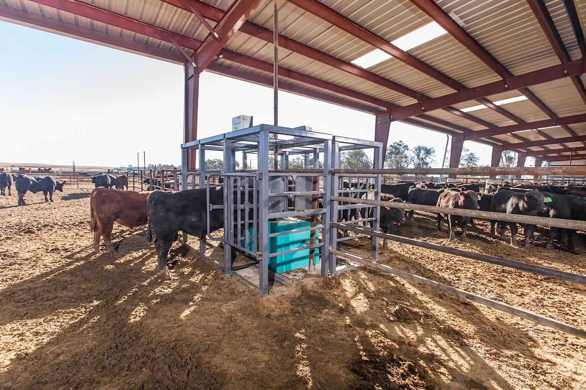 C Lock Feed Lot WEB 202