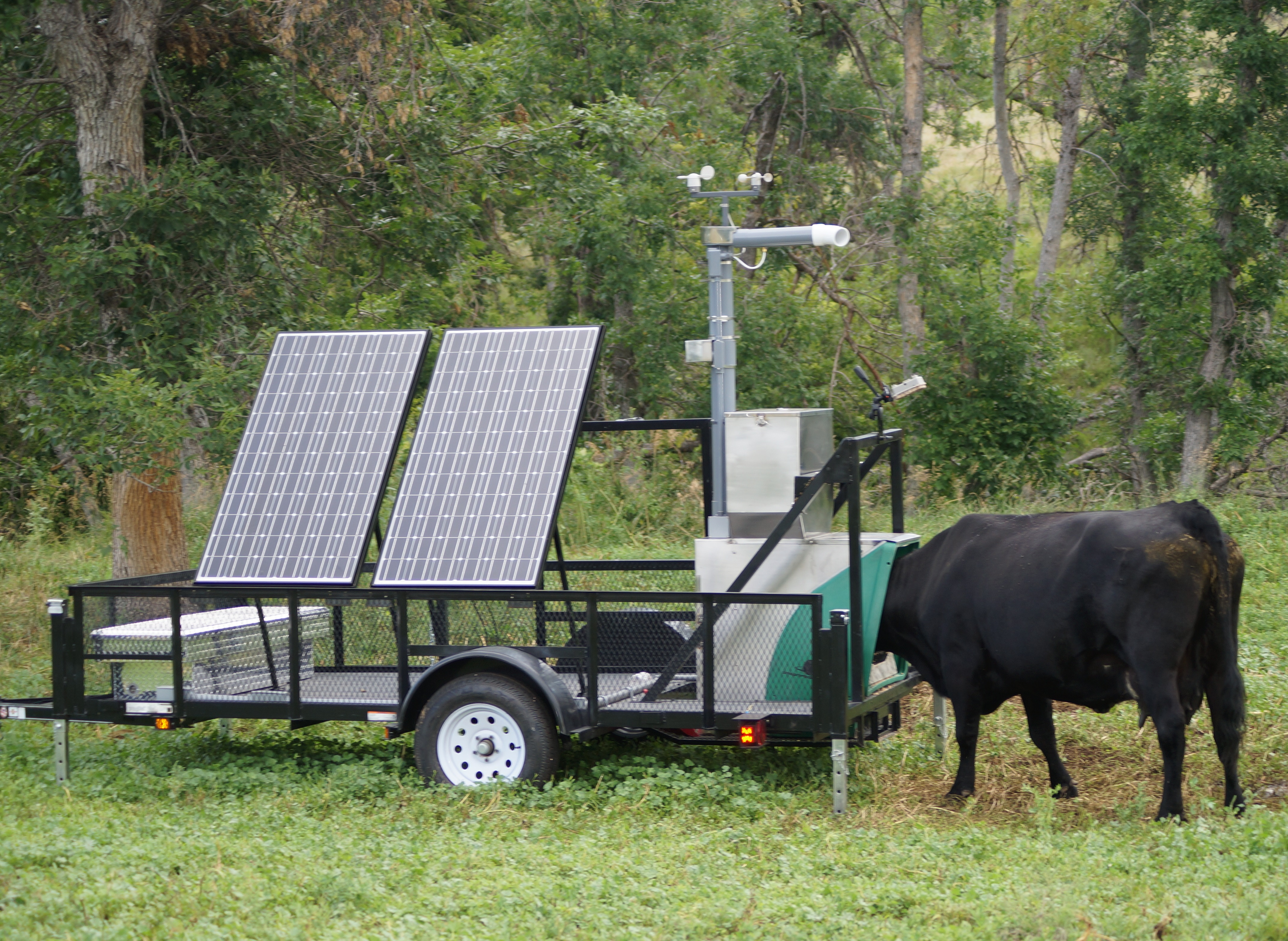 Cow Uses GreenFeed Pasture System