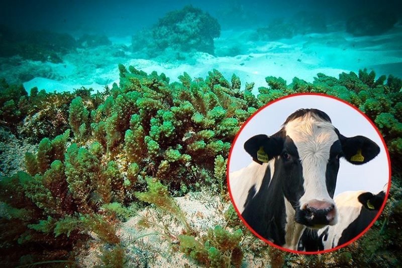 Seaweed and Methane Emissions In Cattle